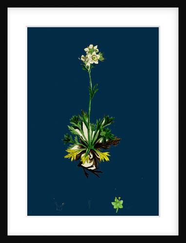 Saxifraga Decipiens; Palmate-Leaved Mossy Saxifrage by Anonymous