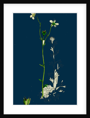 Saxifraga Hirta, Var. Genuina; Irish Mossy Saxifrage, Var. A. by Anonymous