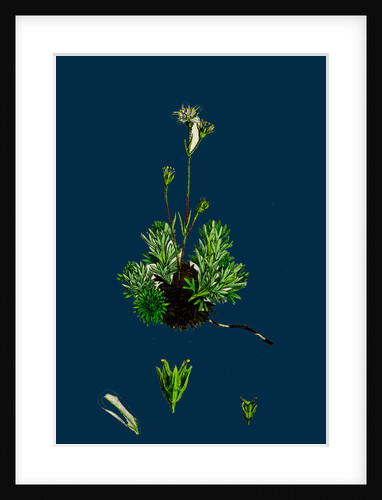 Saxifraga Hirta, Var. Affinis; Irish Mossy Saxifrage, Var. Y. by Anonymous