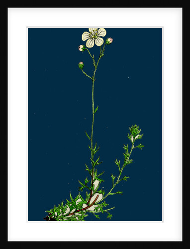 Saxifraga Eu-Hypnoides, Var. Platypetala; Mossy Saxifrage, Var. A. by Anonymous