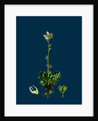 Saxifraga Hirta, Var. Incurvifolia; Irish Mossy Saxifrage, Var. B. by Anonymous