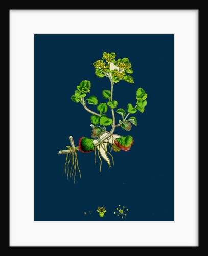 Chrysosplenium Oppositifolium; Opposite-Leaved Golden-Saxifrage by Anonymous