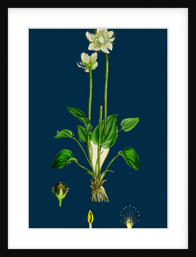 Parnassia Palustris; Grass-of-Parnassus by Anonymous