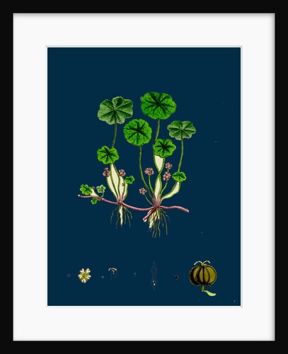 Hydrocotyle Vulgaris; Marsh Pennywort by Anonymous