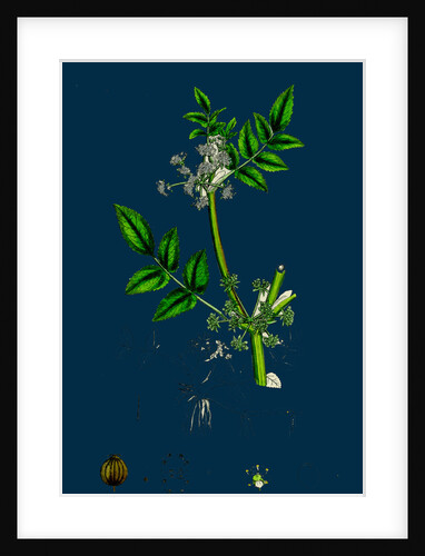 Helosciadium Nodiflorum; Procumbent Water-Parsnip by Anonymous