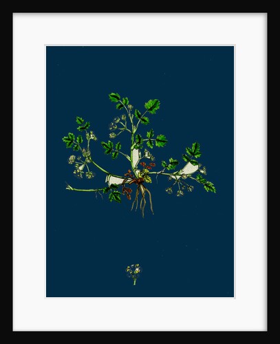 Helosciadium Nodiflorum, Var. Repens; Procumbent Water-Parsnip, Var. B. by Anonymous