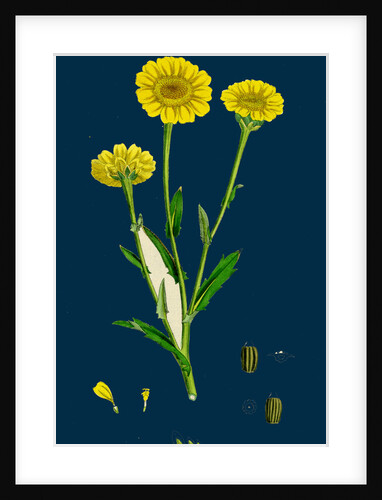 Chrysanthemum Segetum; Corn Marigold by Anonymous