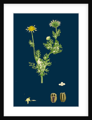Chrysanthemum Inodorum, Var. Maritimum; Scentless Mayweed, Var. B. by Anonymous
