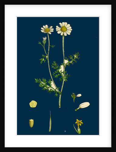 Anthemis Cotula; Stinking Mayweed by Anonymous