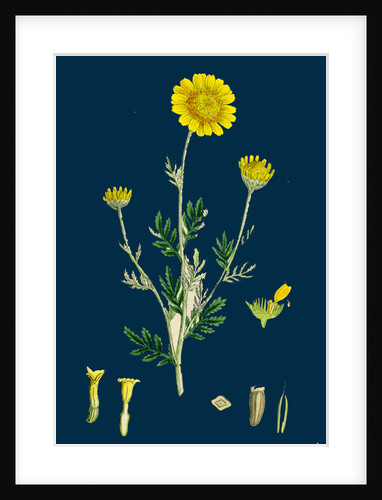 Anthemis Tinctoria; Ox-Eye Chamomile by Anonymous