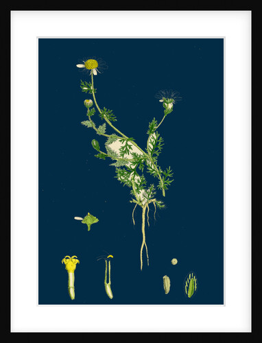 Anthemis Nobilis; Common Chamomile by Anonymous