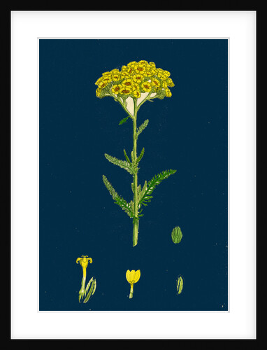 Achillea Tomentosa; Woolly Yellow Yarrow by Anonymous