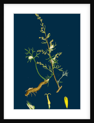 Artemisia Campestris; Field Southernwood by Anonymous