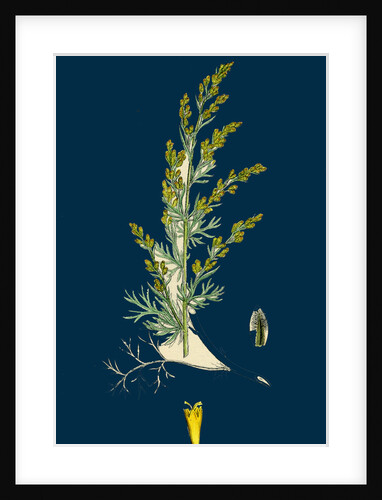 Artemisia Maritima, Var. Gallica; Sea Wormwood, Var. B. by Anonymous