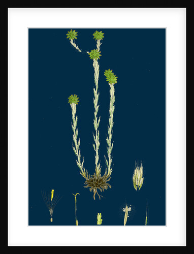 Filago Germanica; Common Cudweed by Anonymous