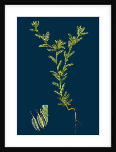 Filago Apiculata; Red-Tipped Cudweed by Anonymous