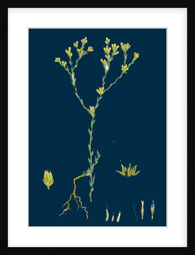 Filago Minima; Slender Cudweed by Anonymous