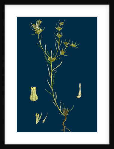 Filago Gallica; Narrow-Leaved Cudweed by Anonymous