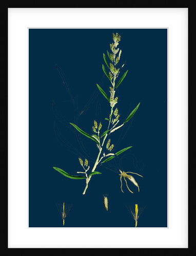 Gnaphalium Sylvaticum; Upright Cudweed by Anonymous