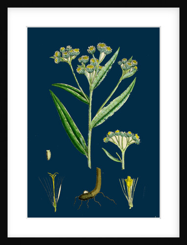 Gnaphalium Margaritaceum; Pearly Everlasting by Anonymous