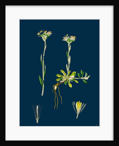 Gnaphalium Dioicum, Var. Genuinum; Mountain Everlasting, Var. A. by Anonymous