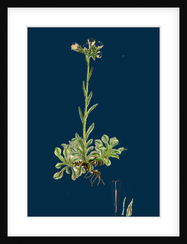 Gnaphalium Dioicum, Var. Hyperboreum; Mountain Everlasting, Var. B. by Anonymous