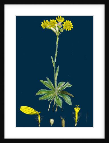 Senecio Campestris; Field Fleawort by Anonymous