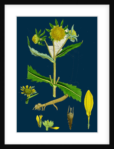 Bidens Cernus, Var. Genuina; Nodding Bur-Marygold, Var. A. by Anonymous
