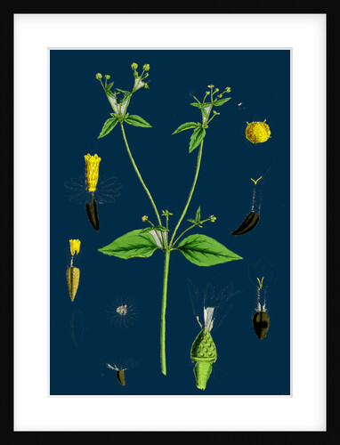 Galinsoga Parviflora; Small-Flowered Galinsoga by Anonymous