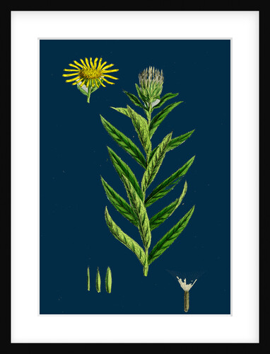 Inula Salicina; Willow-Leaved Inula by Anonymous