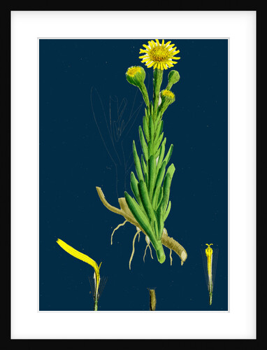 Inula Crithmoides; Golden Samphire by Anonymous