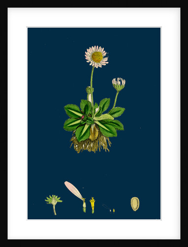 Bellis Perennis; Common Daisy by Anonymous