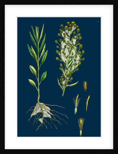 Erigeron Canadensis; Canadian Fleabane by Anonymous