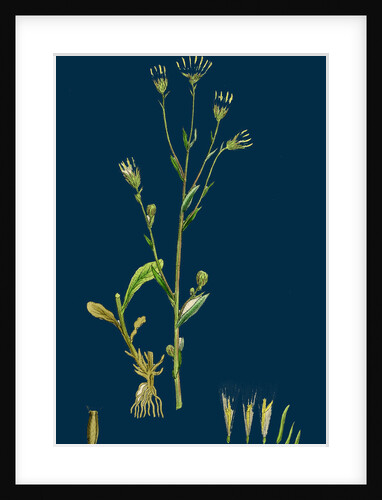 Erigeron Acris; Blue Fleabane by Anonymous