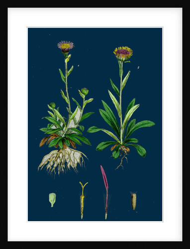 Erigeron Alpinus; Alpine Fleabane by Anonymous