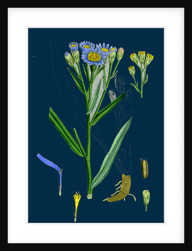 Aster Tripolium; Sea-Side Aster by Anonymous