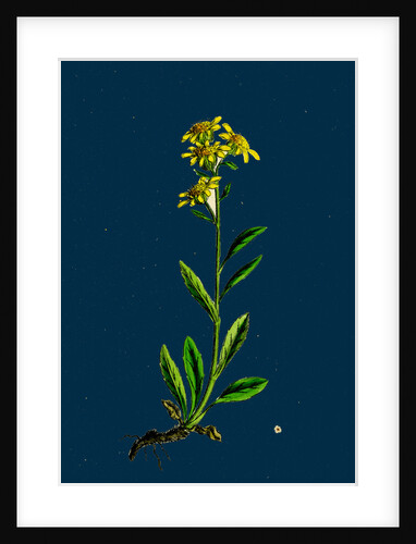 Solidago Virga-Aurea, Var. Cambrica; Common Golden-Rod, Var. Y. by Anonymous