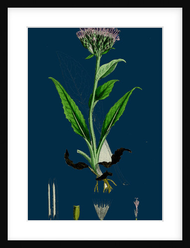 Saussurea Alpina; Alpine Saussurea by Anonymous