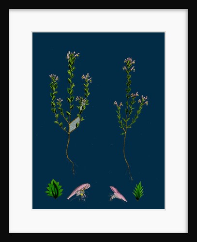 Euphrasia Officinalis, Var. Gracilis; Common Eyebright, Var. B. by Anonymous