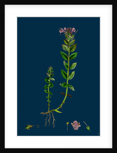 Bartsia Alpina; Alpine Bartsia by Anonymous