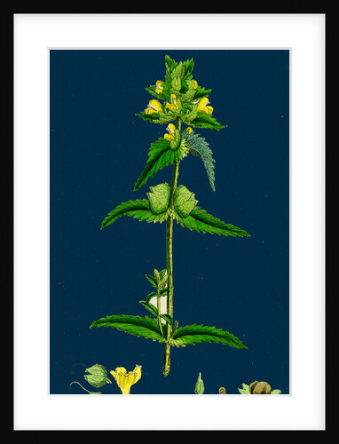 Rhinanthus Minor; Common Yellow-Rattle by Anonymous