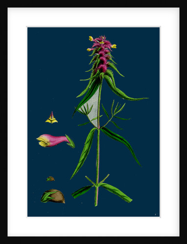 Melampyrum Cristatum; Crested Cow-Wheat by Anonymous