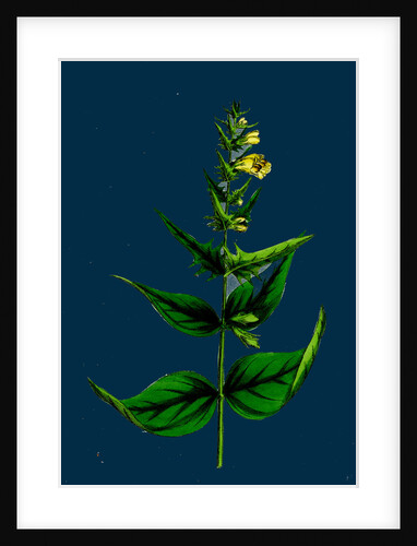 Melampyrum Pratense, Var. Latifolium; Common Cow-Wheat, Var. A. by Anonymous