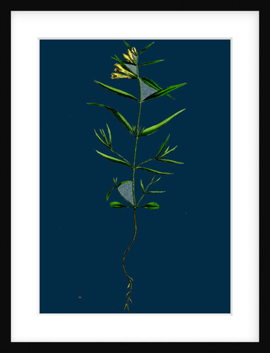 Melampyrum Pratense, Var. Montanum; Common Cow-Wheat, Var. Y. by Anonymous