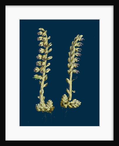 Lathaea Squamaria; Toothwort by Anonymous