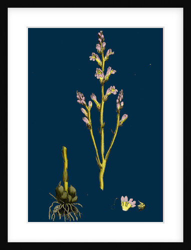 Orobanche Ramosa; Branched Broom-Rape by Anonymous