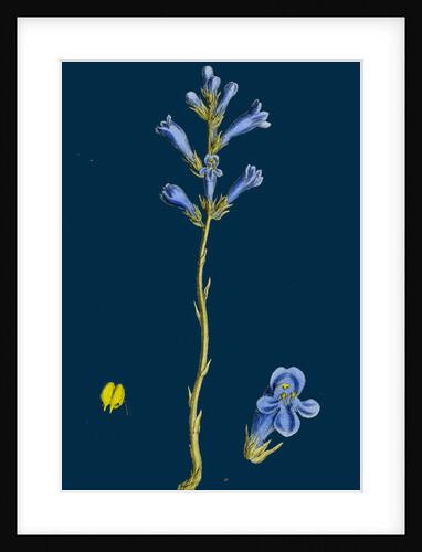 Orobanche Arenaria; Sand Broom-Rape by Anonymous