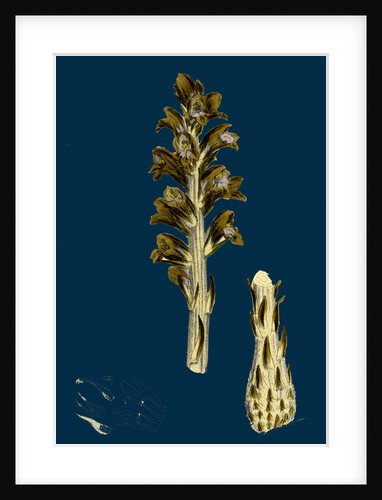 Orobanche Rapum; Greater Broom-Rape by Anonymous