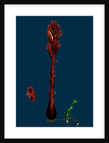 Orobanche Rubra; Red Broom-Rape by Anonymous