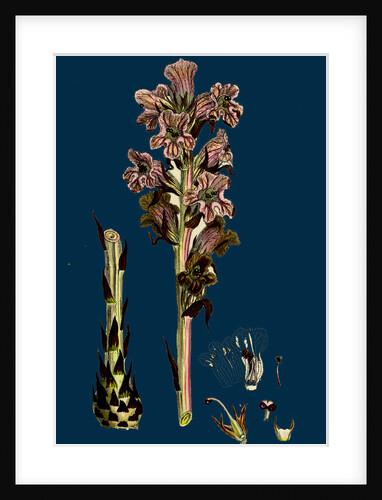 Orobanche Caryophyllacea; Clove-Scented Broomrape by Anonymous